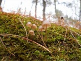 Mycena stipata image