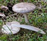 Amanita sect. Vaginatae image