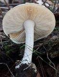 Amanita ochrophylla image