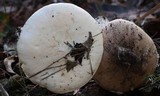 Amanita ochrophylla image
