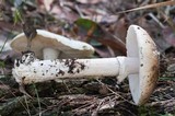 Amanita ochrophylla image