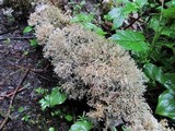 Sphaerophorus venerabilis image