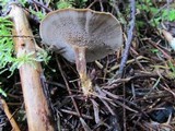 Coltricia perennis image