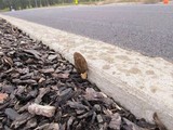 Morchella importuna image