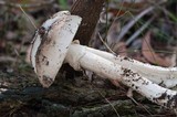 Amanita ochrophylla image