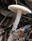 Amanita ananiceps image
