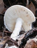 Amanita ananiceps image
