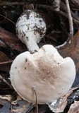 Amanita ananiceps image