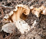Cantharellus concinnus image