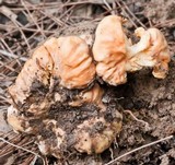Cantharellus concinnus image