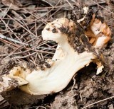 Cantharellus concinnus image