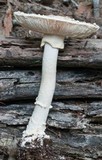 Amanita ochrophylla image