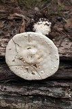 Amanita ochrophylla image