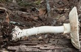 Amanita ochrophylla image