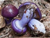 Cortinarius archeri image