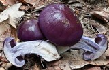 Cortinarius archeri image