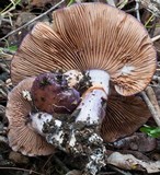 Cortinarius archeri image