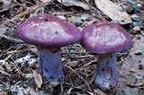 Cortinarius archeri image