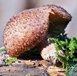 Tricholomopsis ornaticeps image
