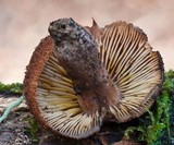 Tricholomopsis ornaticeps image