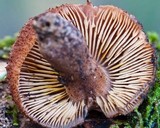 Tricholomopsis ornaticeps image