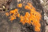 Cryptococcus macerans image