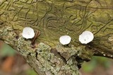 Poronidulus conchifer image
