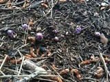 Inocybe ionocephala image