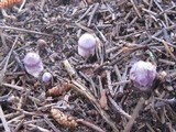 Inocybe ionocephala image