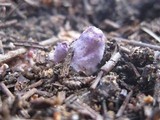 Inocybe ionocephala image
