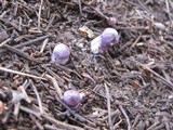 Inocybe ionocephala image