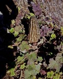 Morchella importuna image