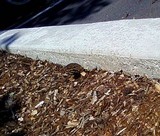 Morchella importuna image