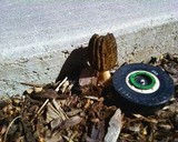 Morchella importuna image