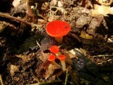 Sarcoscypha occidentalis image