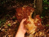 Gyromitra caroliniana image