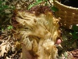 Gyromitra caroliniana image