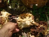 Gyromitra caroliniana image
