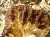 Gyromitra caroliniana image