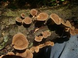 Lentinus strigosus image