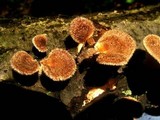 Lentinus strigosus image