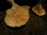 Panus neostrigosus image
