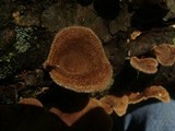 Lentinus strigosus image