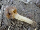 Verpa conica image