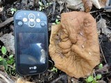 Discina ancilis image