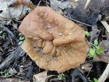 Discina ancilis image