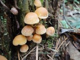 Hypholoma capnoides image