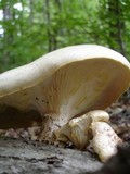 Neolentinus lepideus image