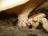 Neolentinus lepideus image