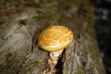 Neolentinus lepideus image